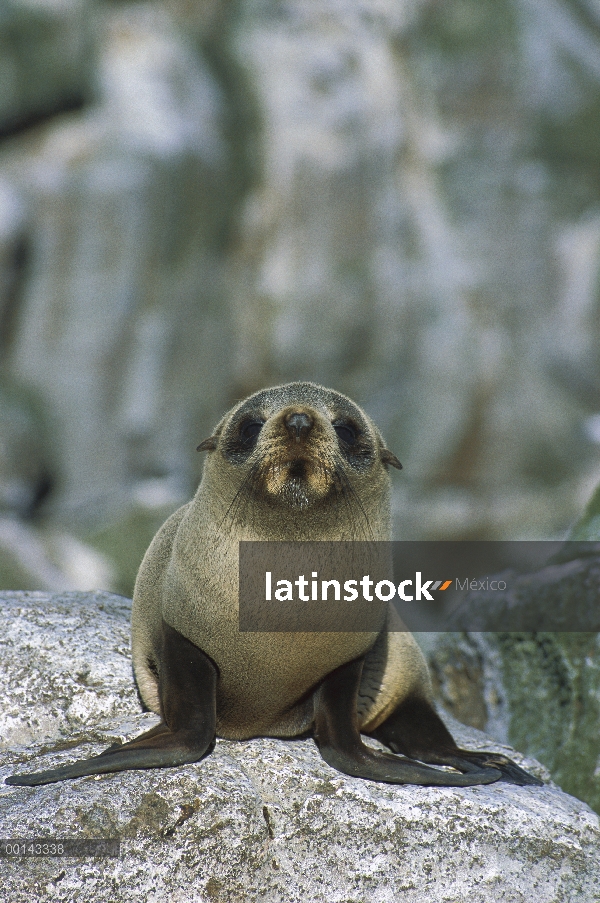 Cachorro de lobo marino de Nueva Zelandia (forsteri de Arctocephalus), isla de proclamación, Islas B