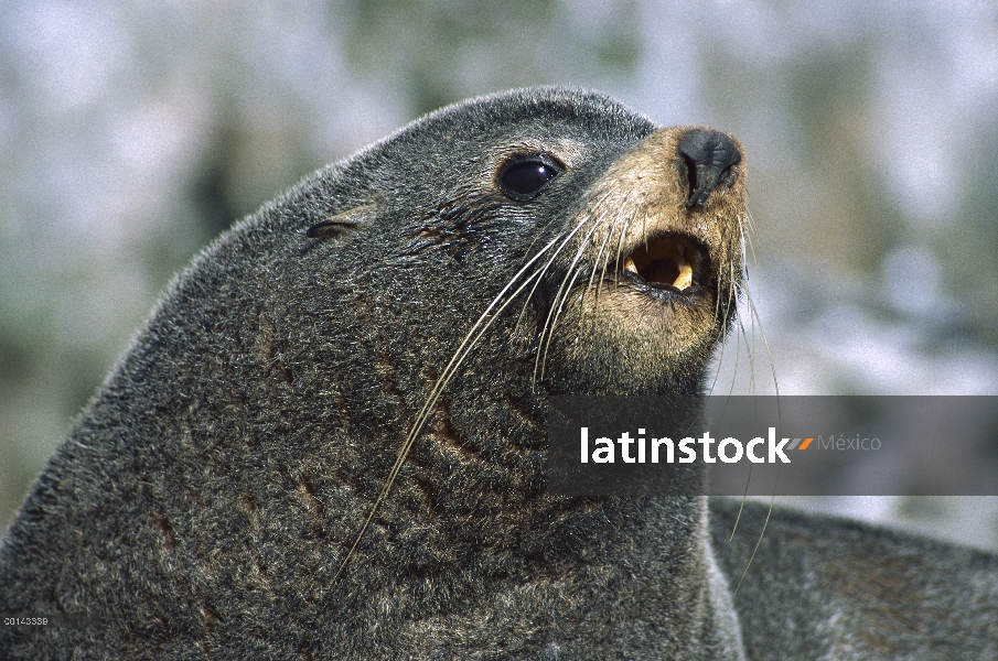 Lobo marino de Nueva Zelandia (forsteri de Arctocephalus) Toro territorial, proclamación isla, Islas