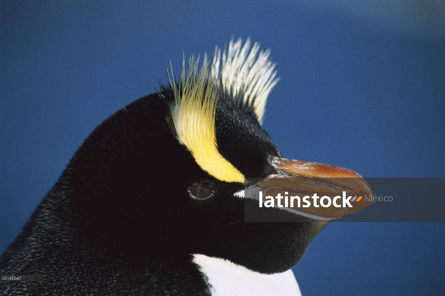 Erigir-crested Penguin (Eudyptes sciateri) primer plano retrato, restringida a la isla de proclamaci