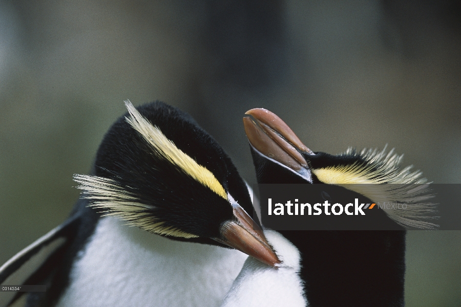 Erigir-crested Penguin (Eudyptes sciateri) par allopreening, Isla antípodas, Nueva Zelanda