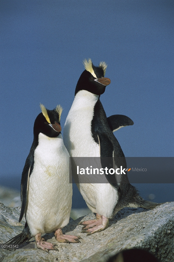 Erigir-crested Penguin (Eudyptes sciateri) par isla antípodas, Nueva Zelanda