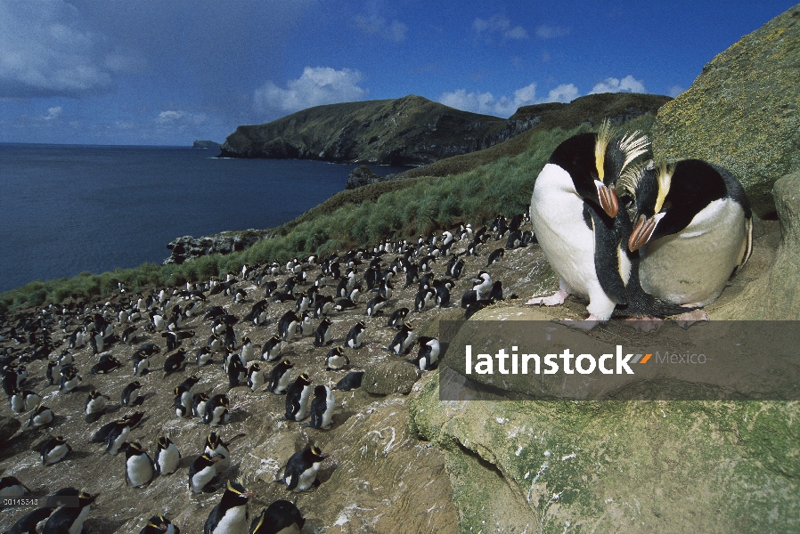 Par de pingüino erigir-crested (Eudyptes sciateri) con vistas al enorme Colonia Orde-Lees, costa nor