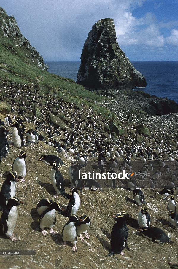 Erigir-crested Penguin (Eudyptes sciateri) enorme Colonia Orde-Lees, costa norte, Isla antípodas, Nu