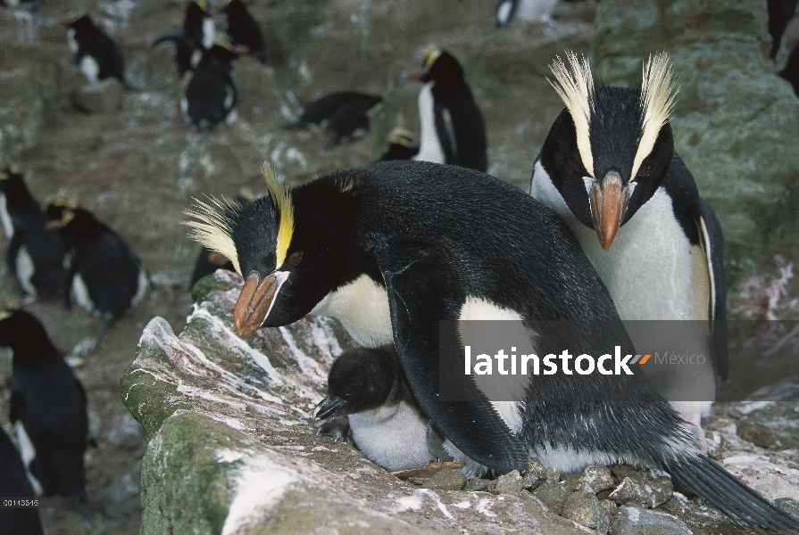 Pingüino erigir-crested (Eudyptes sciateri) los padres guardar joven polluelo en el nido, Isla antíp