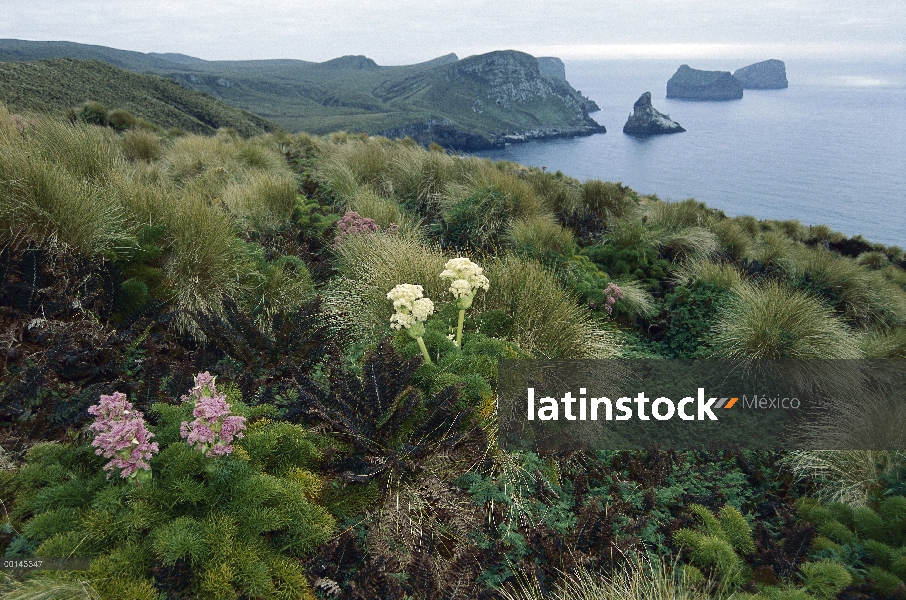 Megaherb (Anisotome antipoda) plantas en plena floración en medio de pasto tussock Costa agreste nor