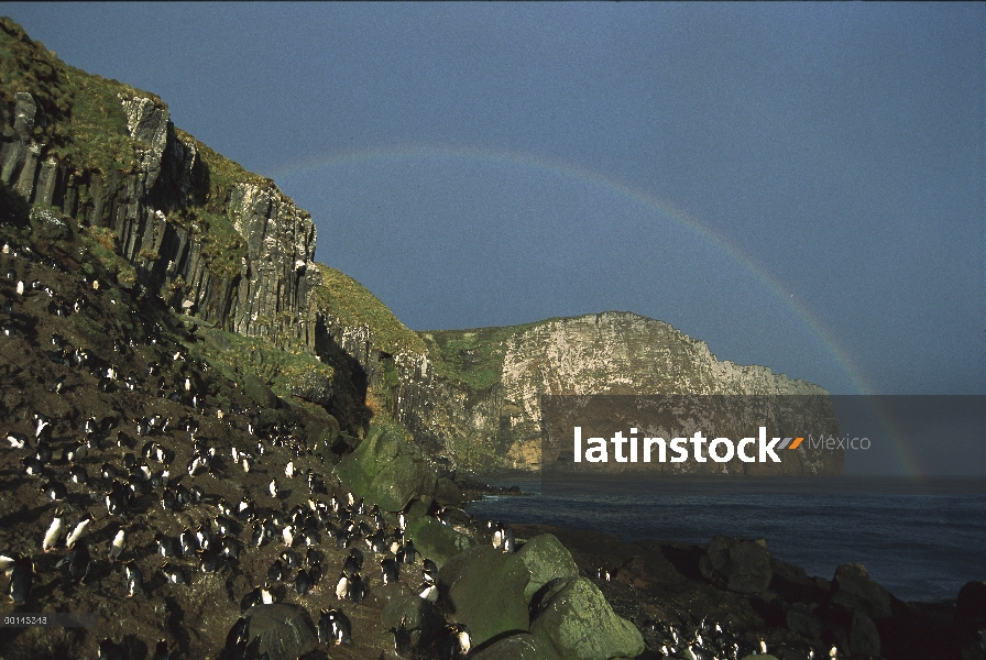 Pingüinera con arco iris sobre la cabeza en la bahía de anclaje en la costa de isla antípodas, Nueva