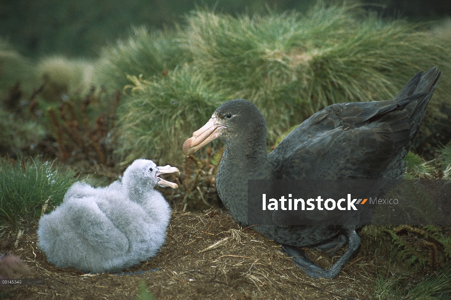 Norte Petrel gigante (Macronectes halli) chick petición padre comida, Isla antípodas, Nueva Zelanda