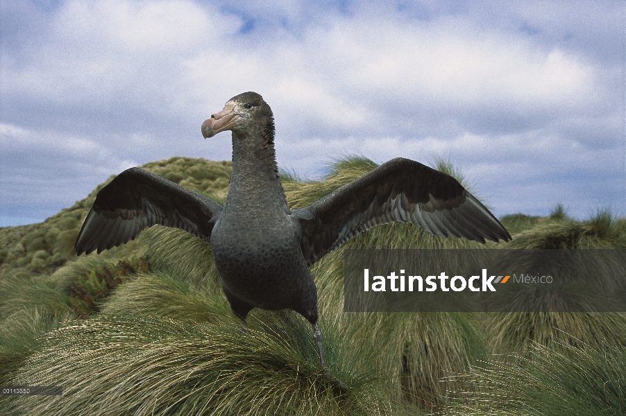 Norte Petrel gigante (Macronectes halli) extiende las alas en medio de pasto tussock, Isla antípodas