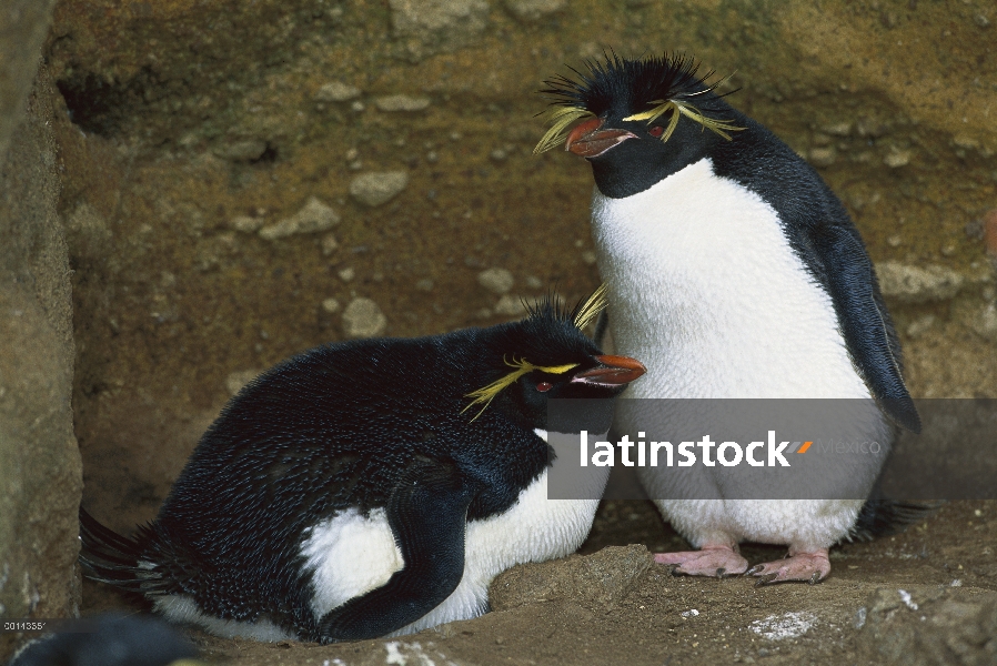 Par de pingüino de penacho amarillo (Eudyptes chrysocome) en el nido, se está incubando un huevo, Is