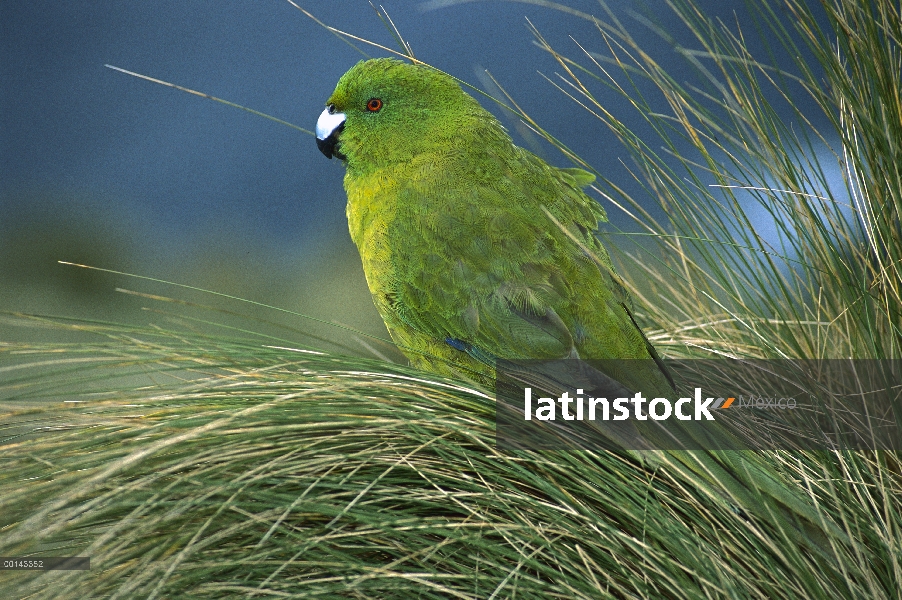 Retrato de Perico antípodas (Cyanoramphus unicolor) en pasto tussock, Isla antípodas, Nueva Zelanda