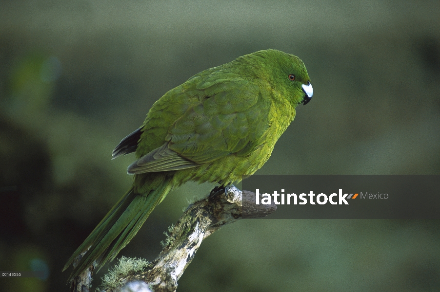 Retrato de Perico antípodas (Cyanoramphus unicolor), Isla antípodas, Nueva Zelanda