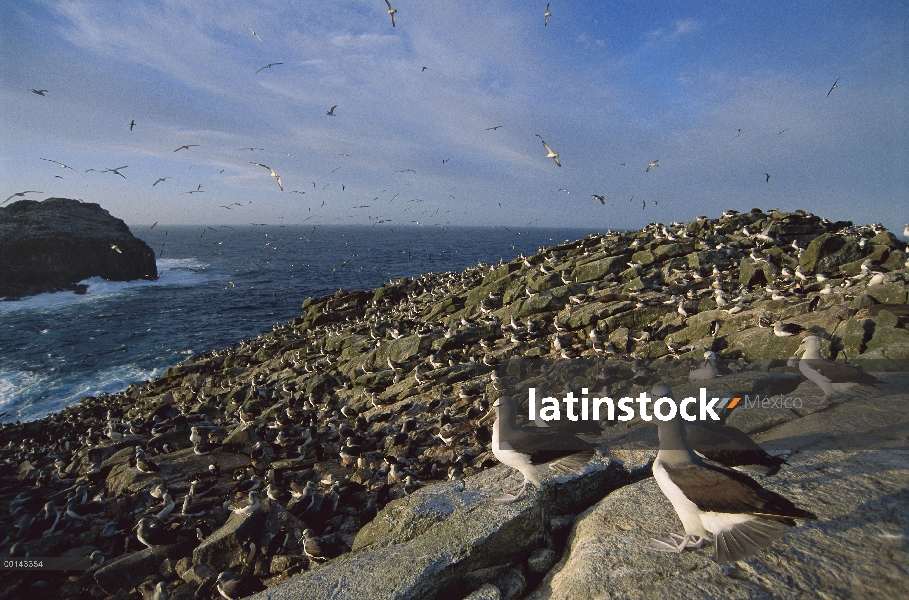 Albatros de Salvin (Thalassarche salvini) lleno de anidación colony, isla de proclamación, Islas Bou