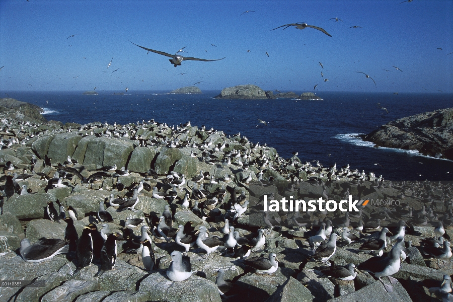 Albatros de Salvin (Thalassarche salvini) concurrida Colonia de anidación, Isla Depot, Nueva Zelanda