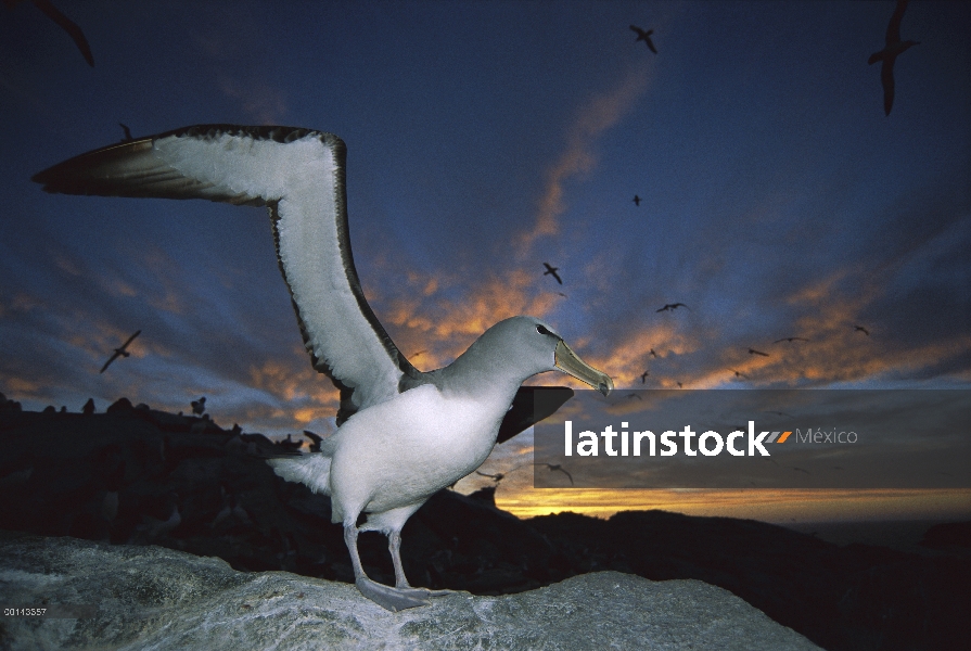 Albatros de Salvin (Thalassarche salvini) volviendo a concurrida Colonia de anidación en la puesta d