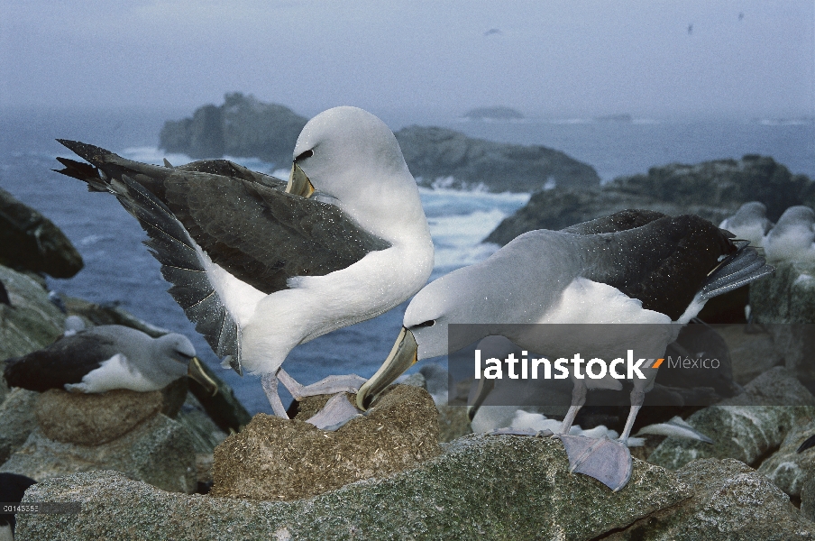 Par de Albatros (Thalassarche salvini) de Salvin en cortejo Mostrar secuencia, proclamación isla, Is