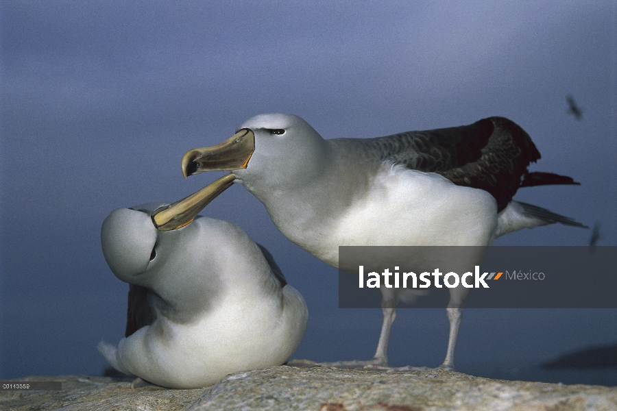 Par de Albatros (Thalassarche salvini) de Salvin en cortejo Mostrar secuencia, proclamación isla, Is