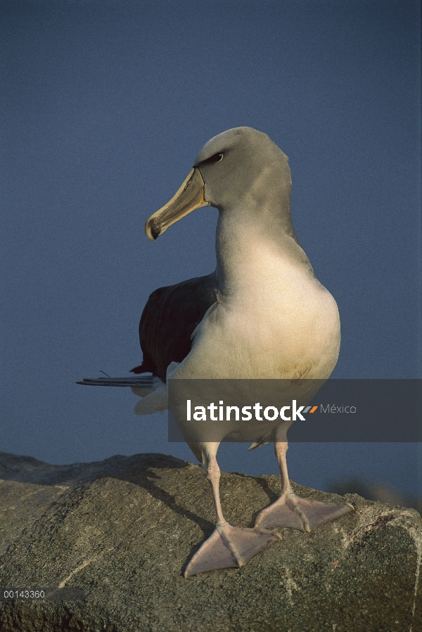 Retrato de Salvin de Albatros (Thalassarche salvini) de adulto en anidación colony, isla de proclama