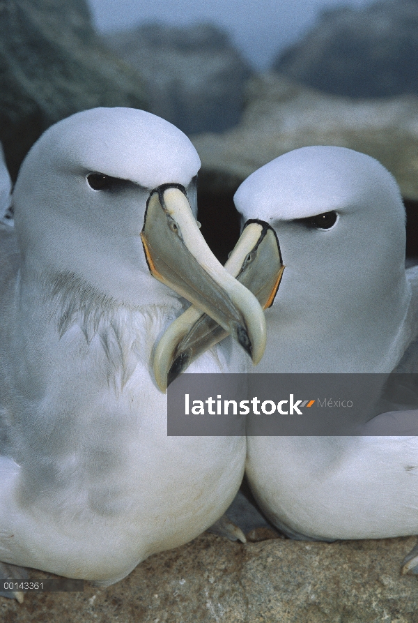 Albatros (Thalassarche salvini) vinculación de pareja de Salvin en el nido de sitio, isla de proclam