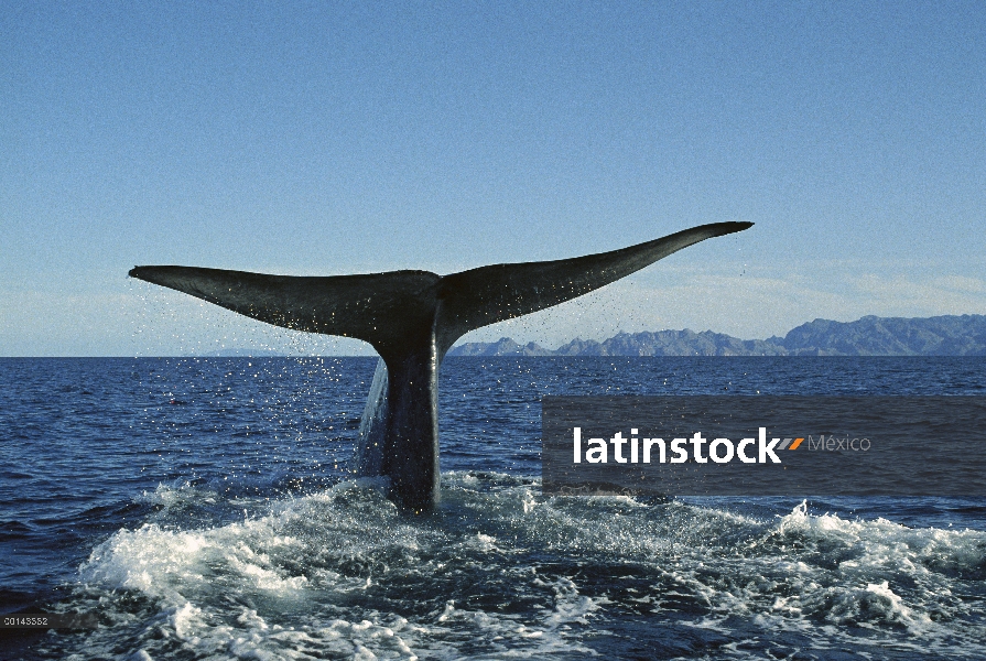 Ballena azul (Balaenoptera musculus) levantando fluke para buceo profundo, mar de Cortés, Baja Calif