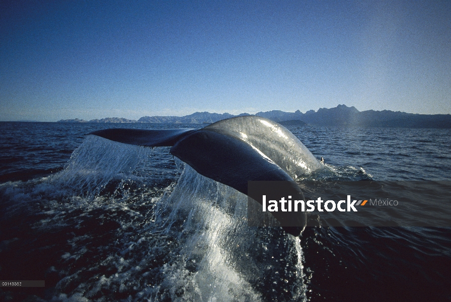 Ballena azul (Balaenoptera musculus) levantando fluke para buceo profundo, mar de Cortés, Baja Calif