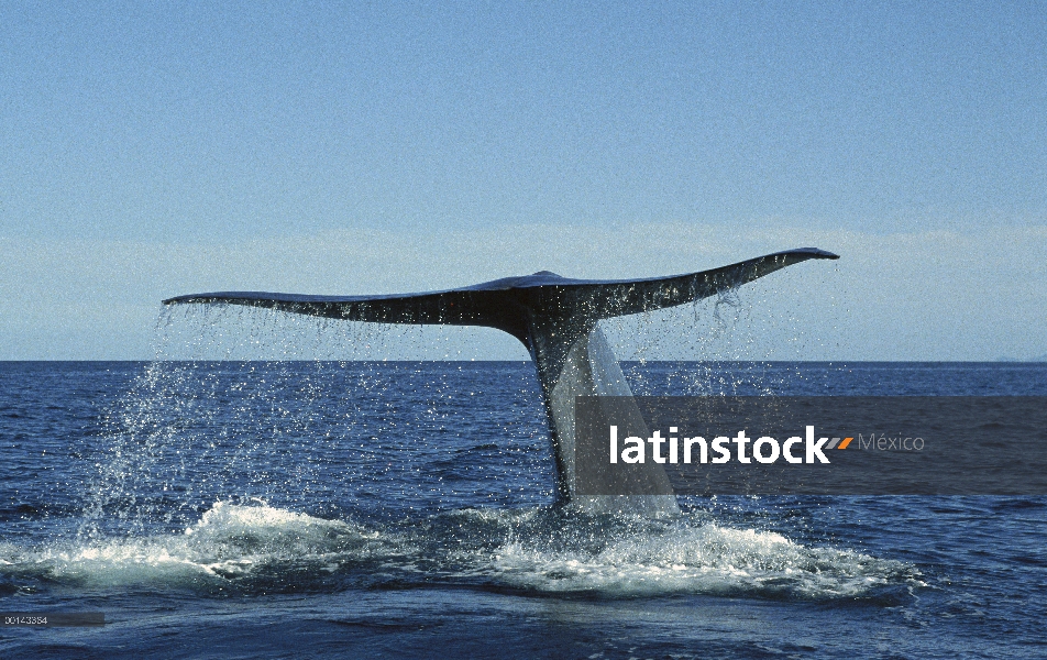 Ballena azul (Balaenoptera musculus) levantando fluke para buceo profundo, mar de Cortés, Baja Calif