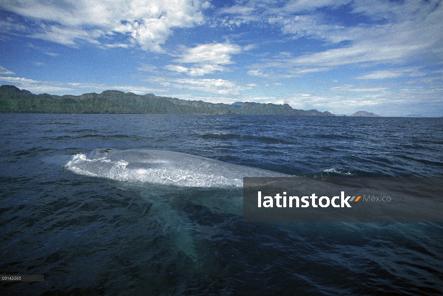 Adulto de ballena azul (Balaenoptera musculus) en invierno alimentación, mar de Cortés, Baja Califor