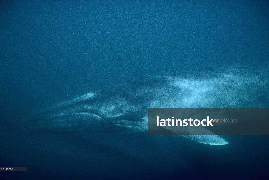 Adulto residente de rorcual (común Balaenoptera physalus) en el invierno alimentación, mar de Cortés