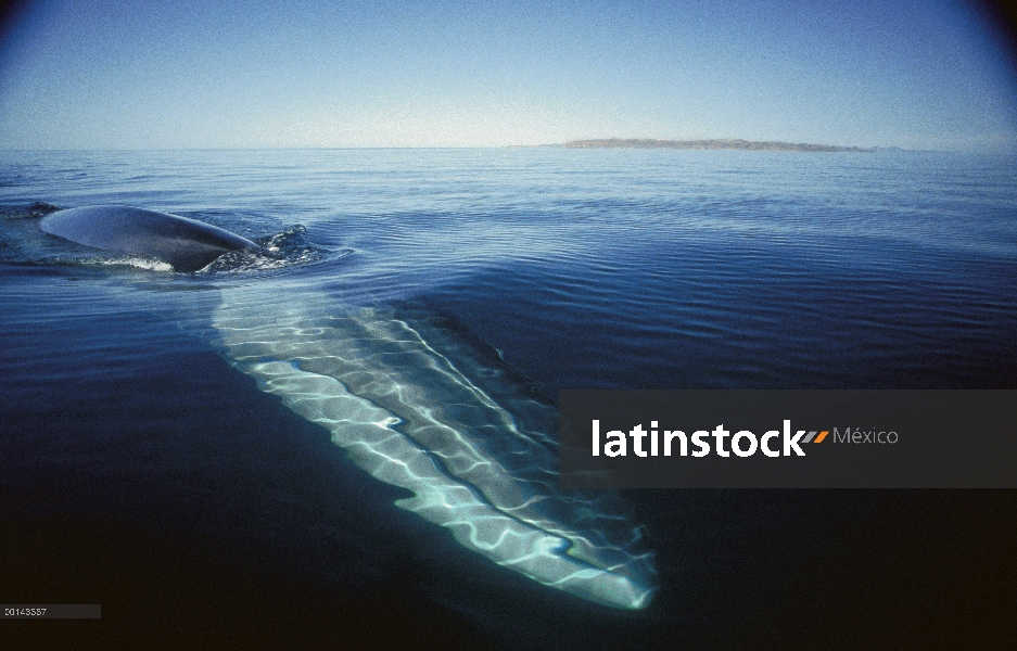 Adulto residente de rorcual (común Balaenoptera physalus) en el invierno alimentación, mar de Cortés