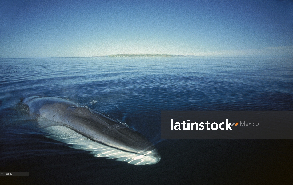 Adulto residente de rorcual (común Balaenoptera physalus) en el invierno alimentación, mar de Cortés