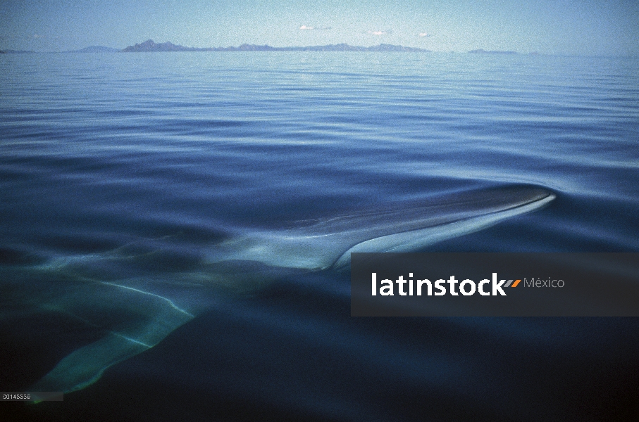 Adulto residente de rorcual (común Balaenoptera physalus) en el invierno alimentación, mar de Cortés