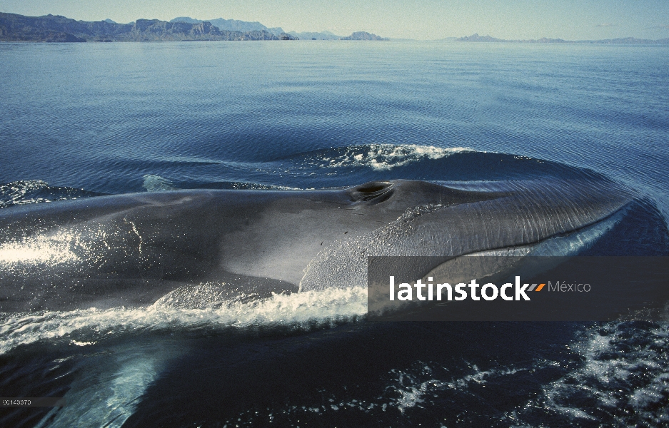 Adulto residente de rorcual (común Balaenoptera physalus) en el invierno alimentación, mar de Cortés