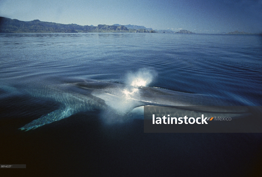 Adulto residente de rorcual (común Balaenoptera physalus) en el invierno alimentación, mar de Cortés