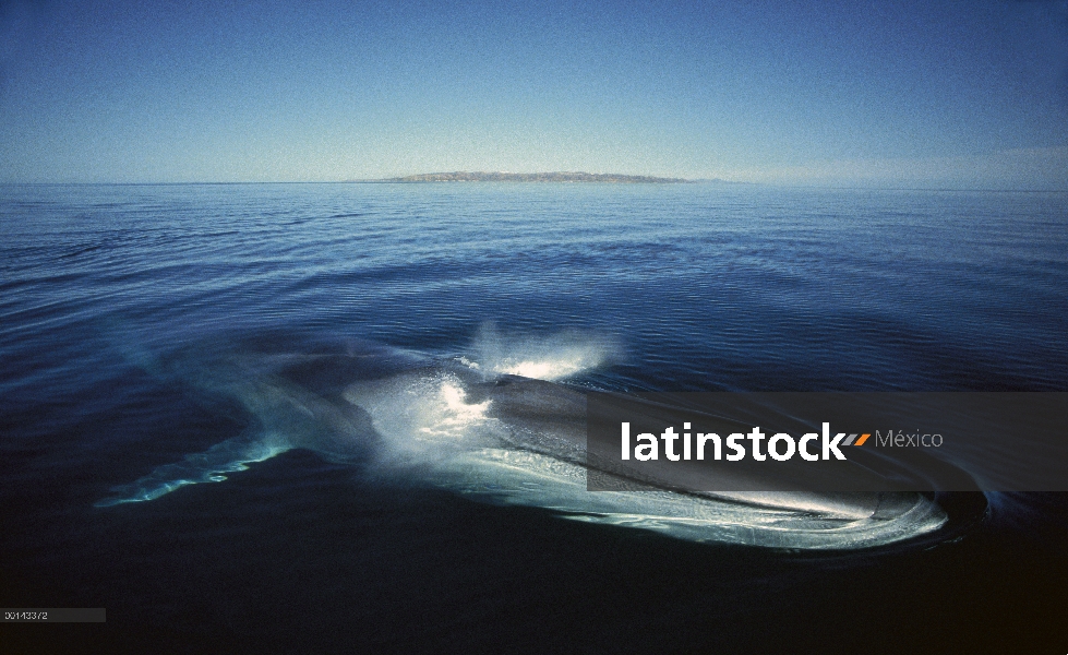 Adulto residente de rorcual (común Balaenoptera physalus) en el invierno alimentación, mar de Cortés