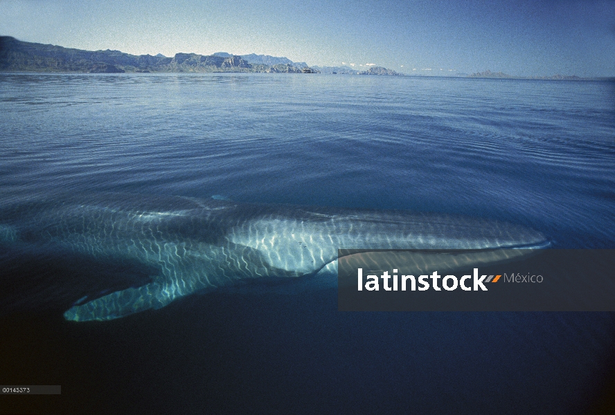 Adulto residente de rorcual (común Balaenoptera physalus) en el invierno alimentación, mar de Cortés