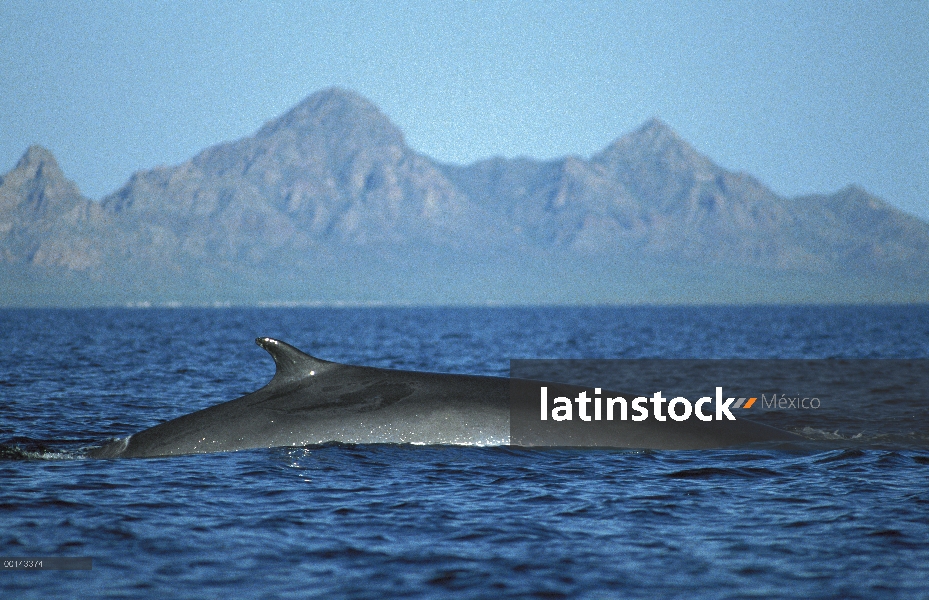 Adulto residente de rorcual (común Balaenoptera physalus) en el invierno alimentación, mar de Cortés