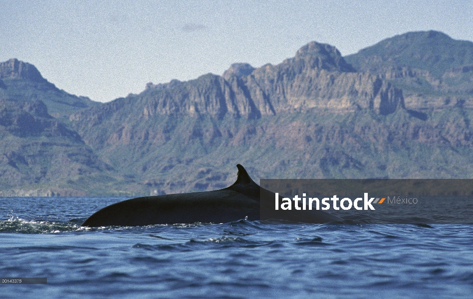 Adulto residente de rorcual (común Balaenoptera physalus) en el invierno alimentación, mar de Cortés