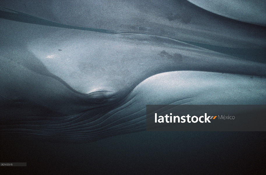 Adulto residente de rorcual (común Balaenoptera physalus) en el invierno alimentación, mar de Cortés