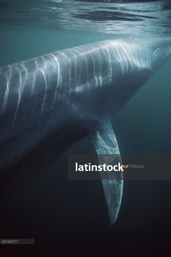 Adulto residente de rorcual (común Balaenoptera physalus) en el invierno alimentación, mar de Cortés