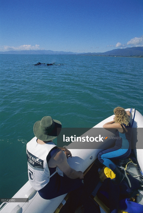 Aleta larga Departamento de conservación de ballena piloto (Globicephala melas) equipo de rescate es