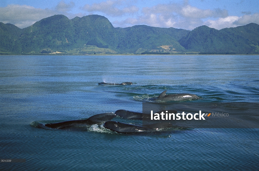 Pod de ballena piloto (Globicephala melas) aleta larga natación estrechamente juntos en las aguas co