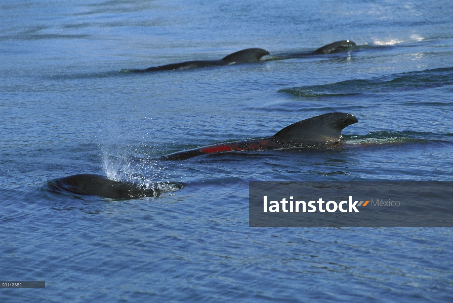 Aleta larga ballena piloto (Globicephala melas) pod natación estrechamente juntos en las aguas coste