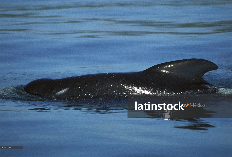 Ballena piloto aleta larga (Globicephala melas) en aguas costeras, Golden Bay, Isla Sur, Nueva Zelan