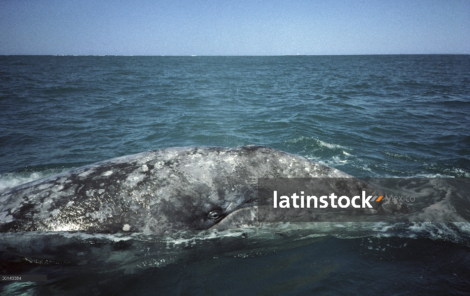 Adulto de ballena gris (Eschrichtius robustus) en la crianza de Laguna San Ignacio, Baja California,