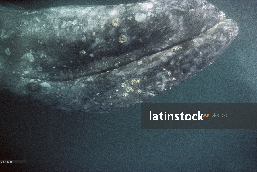 Ballena gris (Eschrichtius robustus) adulto curioso rodar sobre submarino para investigar la parte i