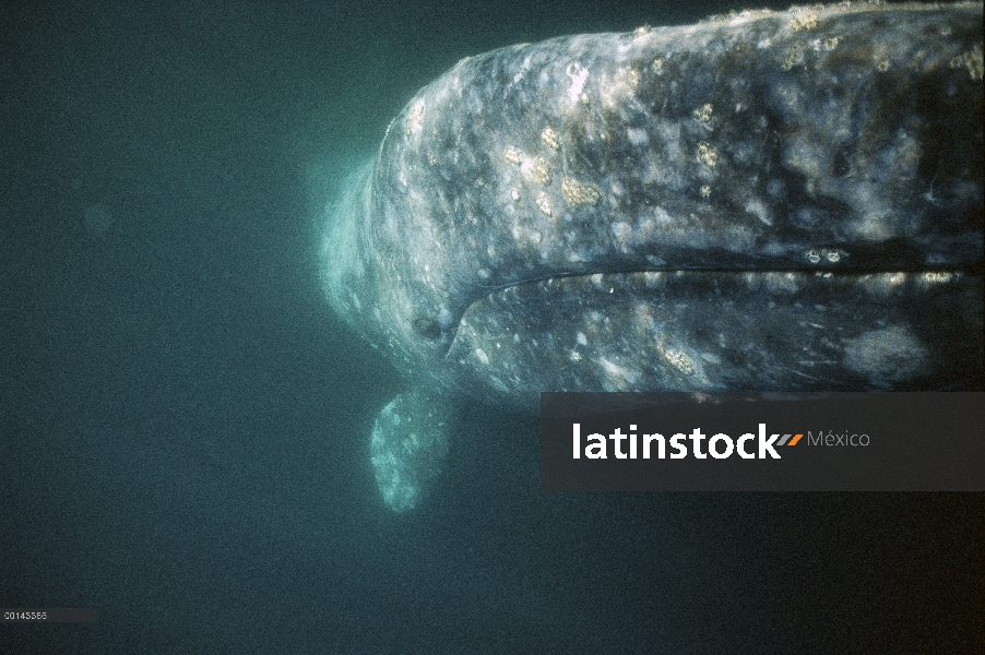 Ballena gris (Eschrichtius robustus) adulto curioso rodar sobre submarino para investigar la parte i