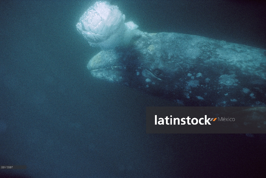 Ballena gris (Eschrichtius robustus) adulto bajo el agua que sopla burbujas, Bahía Magdalena, Baja C