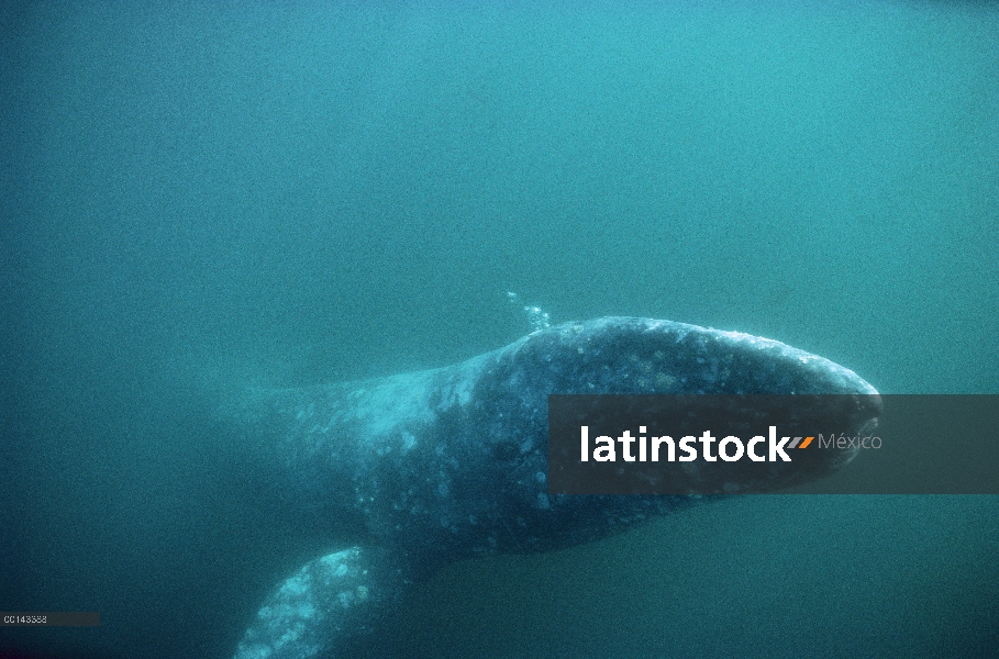 Ballena gris (Eschrichtius robustus) adultos submarino al final burbujas, Bahía Magdalena, Baja Cali