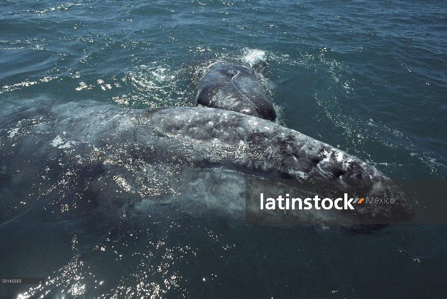 Gris de becerro de la ballena (Eschrichtius robustus) empujar juguetonamente la cabeza de su madre, 