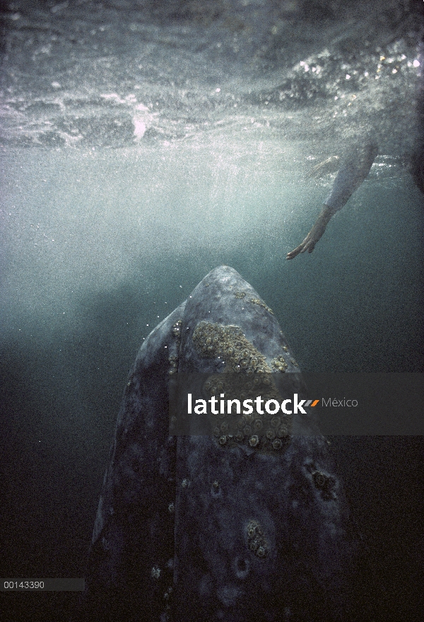 Ballena gris (Eschrichtius robustus) curioso adulto bajo el agua con turistas llegar a tocar a ti, B