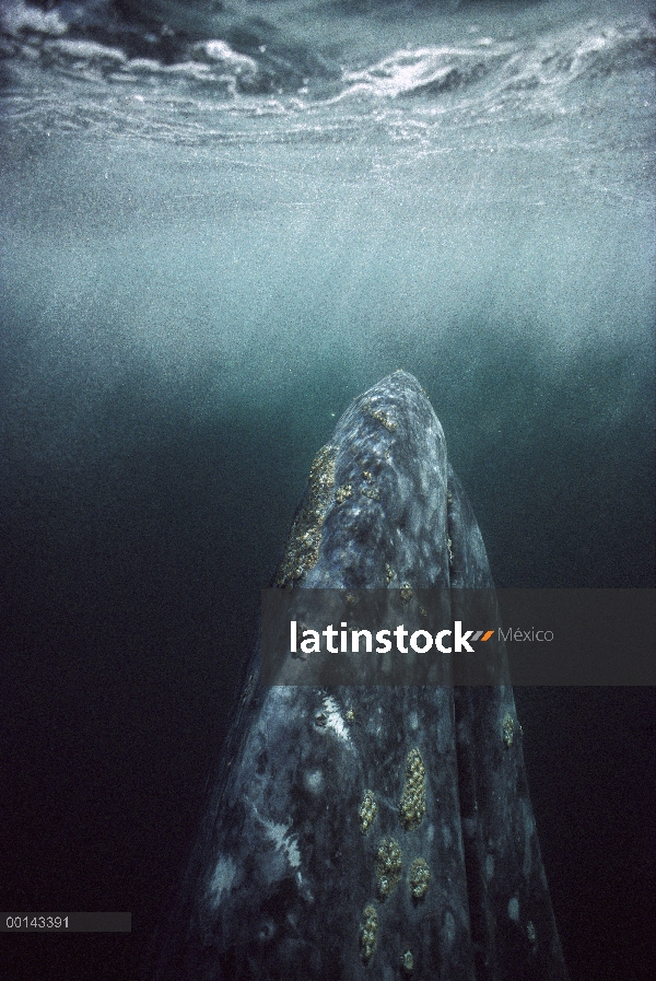 Adulto de ballena gris (Eschrichtius robustus) bajo el agua en la crianza de Laguna, Bahía Magdalena